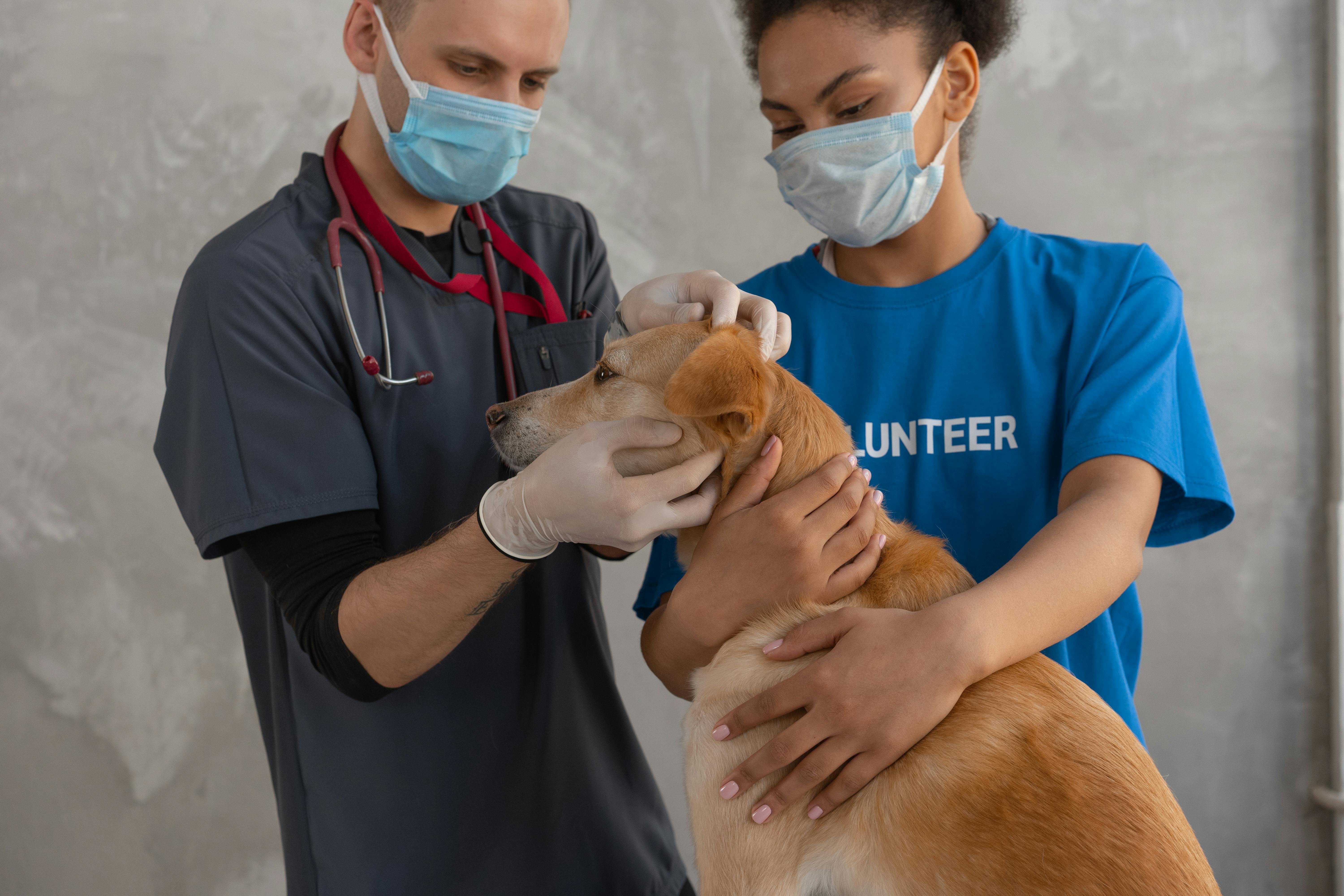 vet